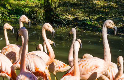 View of birds in lake