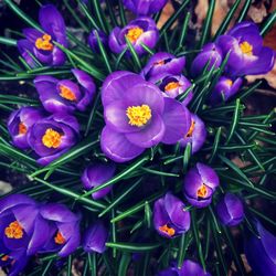 Close-up of purple flowers blooming outdoors