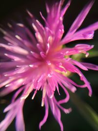 Close-up of pink flower blooming outdoors