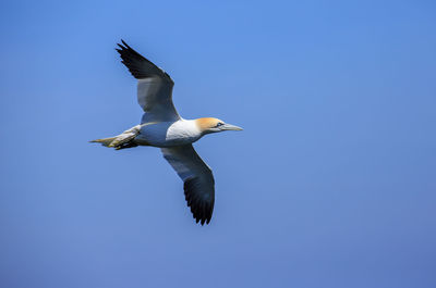 Low angle view of northern gannet flying against clear sky