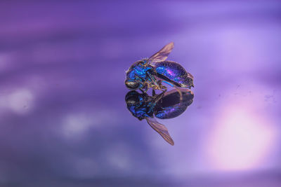 Close-up of butterfly