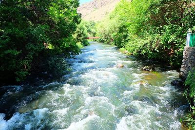 Stream flowing through forest