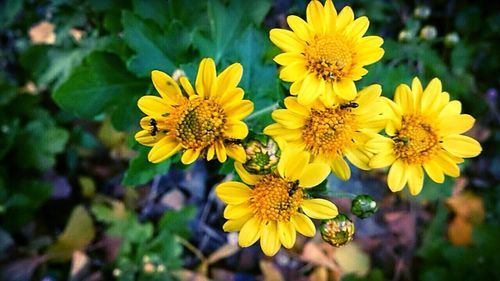 Close-up of yellow flower