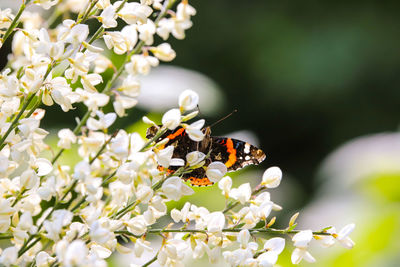 Close-up of insect on white flowering plant