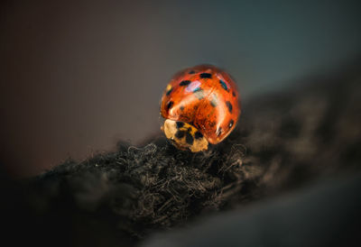 Close-up of ladybug on leaf