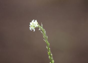 Close-up of plant against water