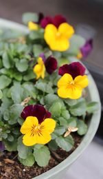 Close-up of multi colored flowers