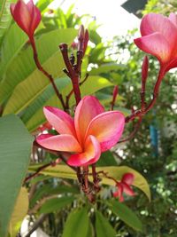 Close-up of frangipani blooming outdoors