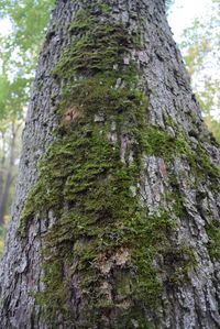 Low angle view of tree trunk