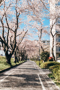 View of cherry trees along road