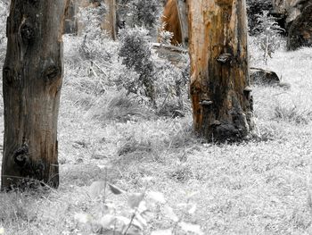 Close-up of frozen tree in forest