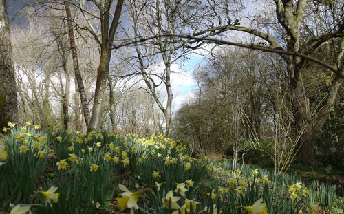 View of flowering plants and trees on field