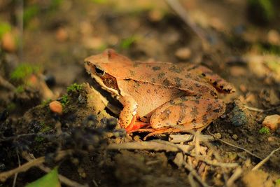 Close-up of frog on land