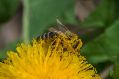 Close-up of honeybee pollinating on yellow flower