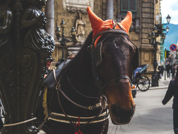 Close-up of horse standing on street