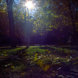 Sun shining through trees