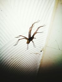 Close-up of spider on web