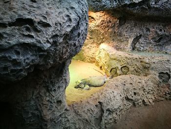 High angle view of iguana by rock at zoo