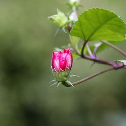 Close-up of pink rose bud