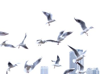 Low angle view of seagulls flying against sky