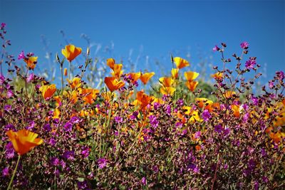 Close-up of fresh purple flowers in field against blue sky