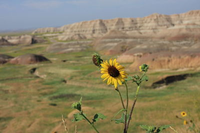 Close-up of thistle blooming on field against sky