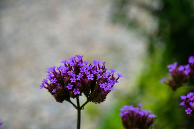 Close-up of purple flowering plant