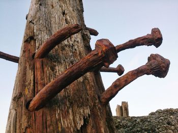 Low angle view of tree trunk