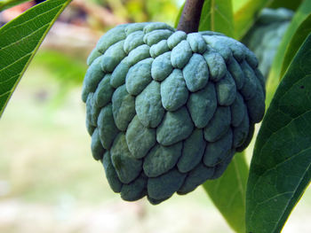 Close-up of custard apple