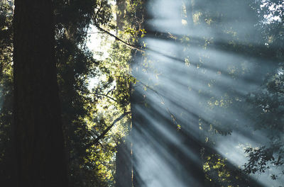 Low angle view of sunlight streaming through trees in forest