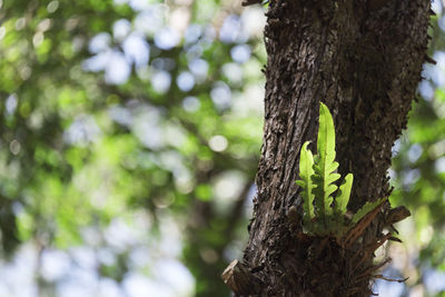 Close-up of tree trunk