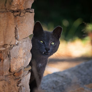 Close-up portrait of a cat