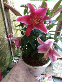 Close-up of pink flowering plant