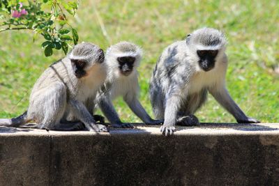 Vervet monkeys sitting outdoors