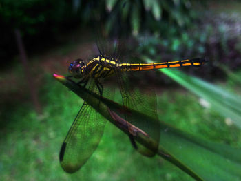 Close-up of dragonfly on leaf