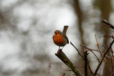 Close-up of bird perching on a branch