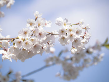 Low angle view of cherry blossoms against sky