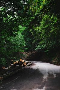 Road passing through forest