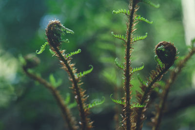 Close-up of insect on plant
