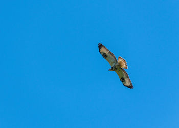 Low angle view of eagle flying against blue sky