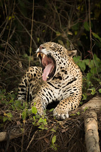 Tiger lying on ground