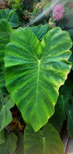 High angle view of green leaves