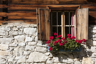 Flowers on wall of building