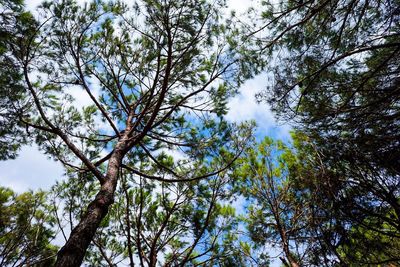 Low angle view of trees against sky