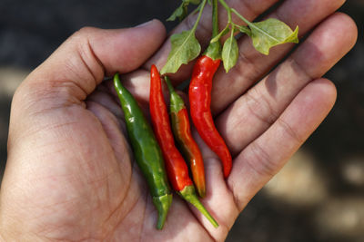 Close-up of hand holding vegetables