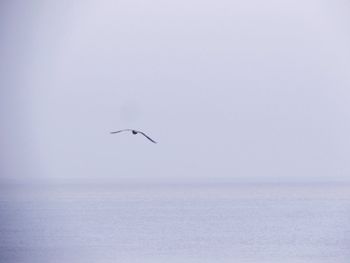 Bird flying over sea