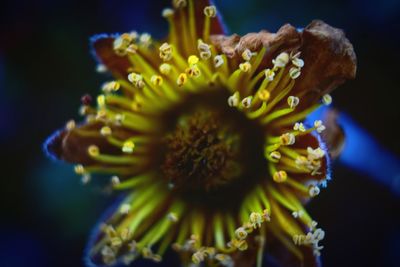 Close-up of yellow flowering plant