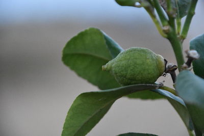 Close-up of fruit growing on tree