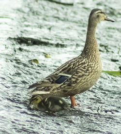 Close-up of mallard duck swimming in lake