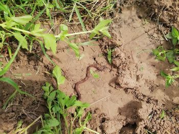 High angle view of plants growing on field